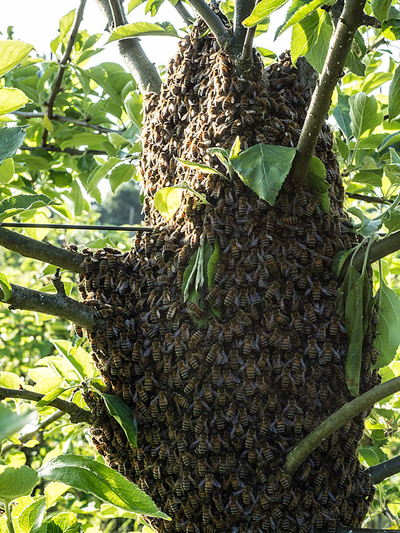 bier der sværmer